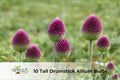 10 Tall Drumstick Allium Bulbs | Green-Purple Spring Blooms | Hardy Perennial Flowering Bulb | Allium spp.