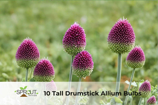 10 Tall Drumstick Allium Bulbs | Green-Purple Spring Blooms | Hardy Perennial Flowering Bulb | Allium spp.