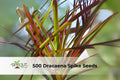 500 Dracaena Spike Seeds – Upright Green Foliage Plant for Landscaping, Containers & Borders