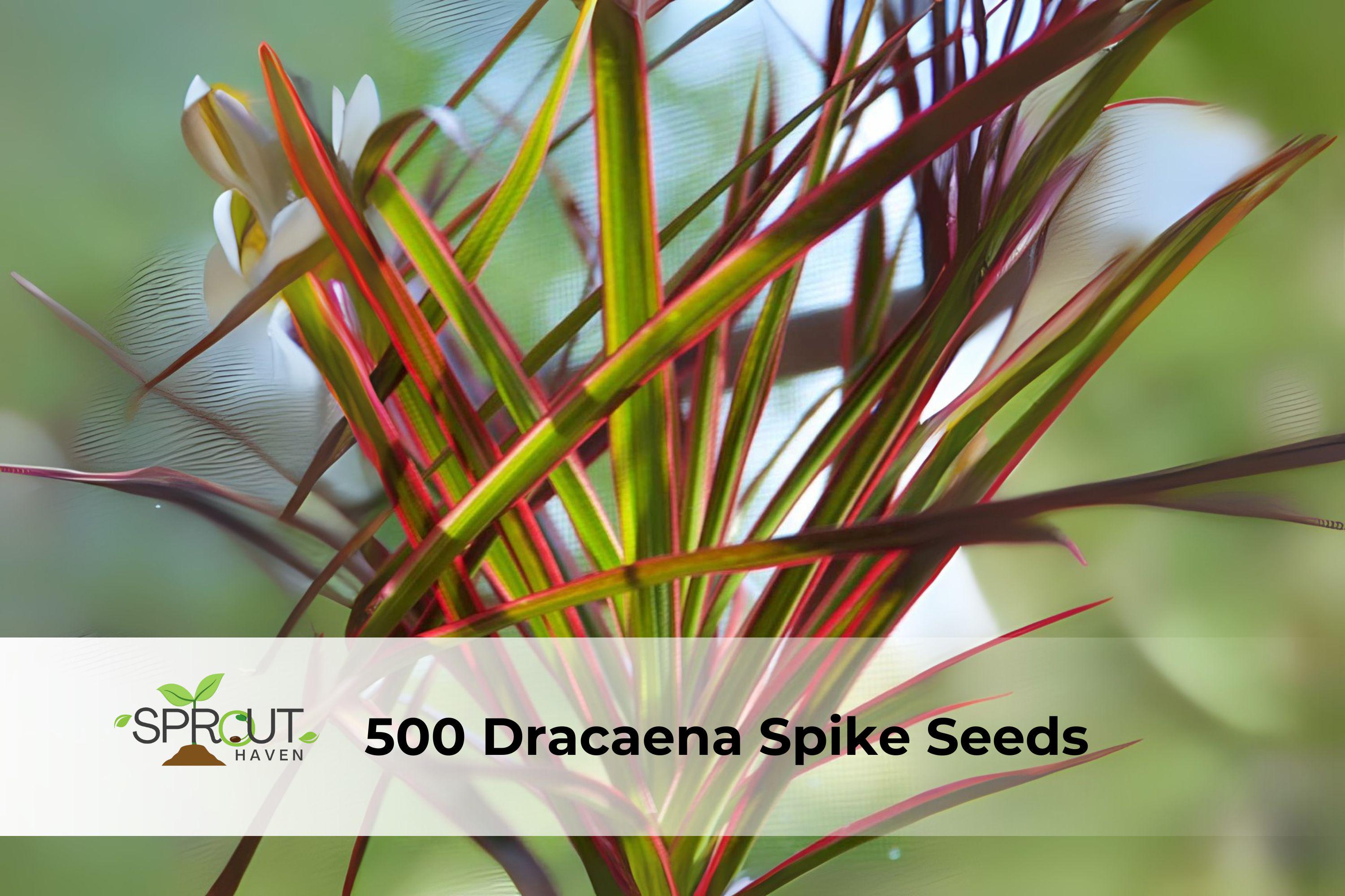 500 Dracaena Spike Seeds – Upright Green Foliage Plant for Landscaping, Containers & Borders