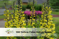 Yellow False Indigo Seeds | Baptisia sphaerocarpa Perennial Wildflower for Pollinator Gardens & Native Landscapes
