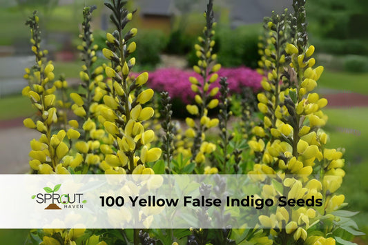 Yellow False Indigo Seeds | Baptisia sphaerocarpa Perennial Wildflower for Pollinator Gardens & Native Landscapes