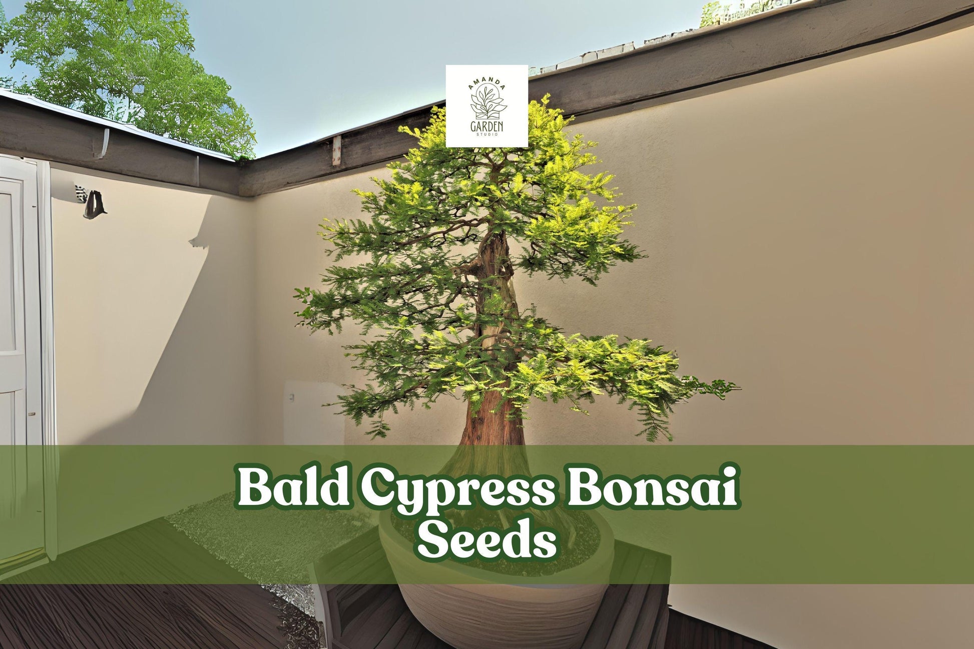 Bald Cypress Bonsai Seeds | Ornamental Conifer | Taxodium distichum | Hardy, Feathery Foliage, Wet Soil Tolerance