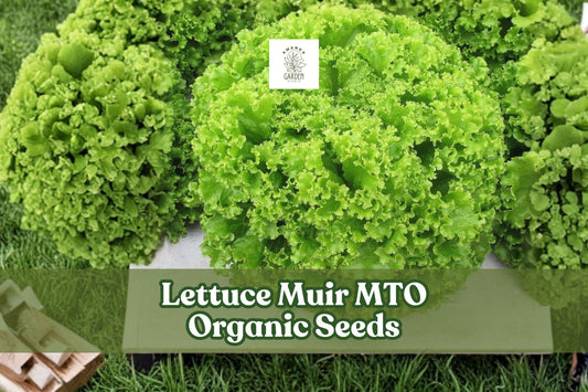 Organic Lettuce Seeds, Heat Tolerant, Crisp Leaf, Lactuca sativa, Muir MTO, 50 Seeds