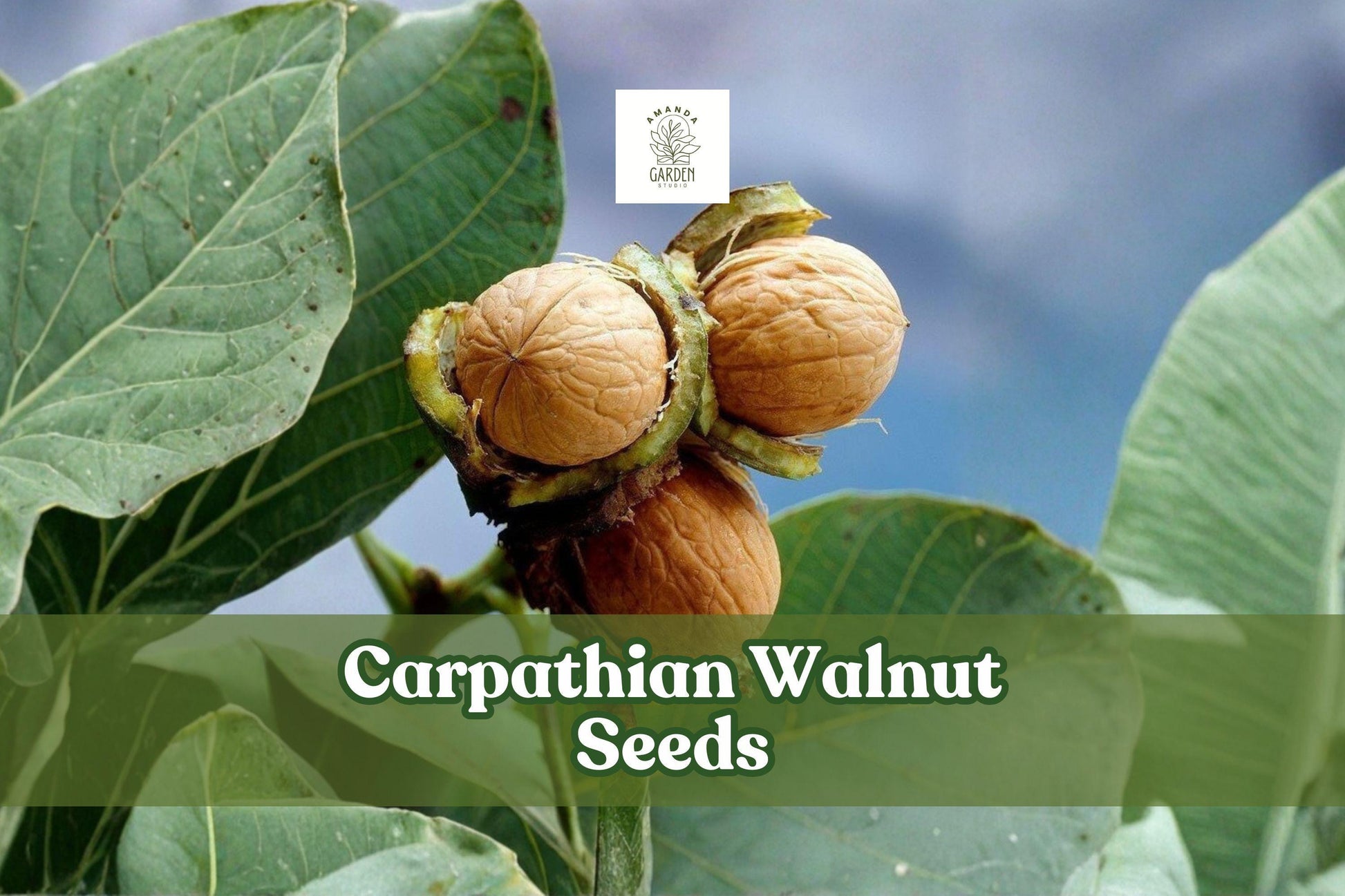Carpathian Walnut Seeds | Juglans regia var. Carpathian | Hardy Nut Tree for Cold Climates | 5 Dormant Seeds