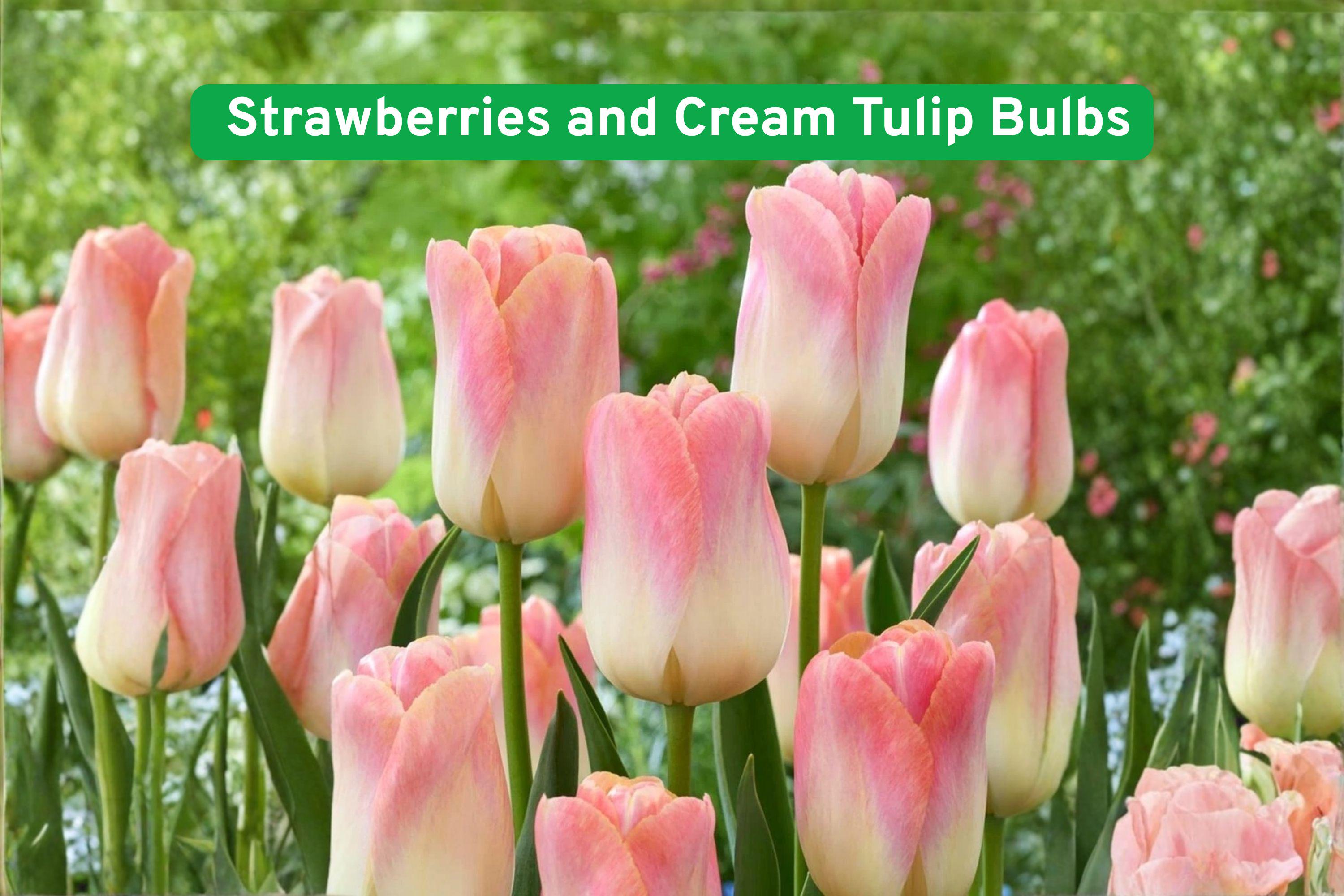 Strawberries and Cream Tulip Bulbs – Pink & Cream Perennial Flowers – Tulipa spp.