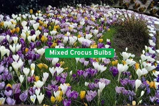 Mixed Crocus Bulbs 50 Pack | Spring Perennial Flowers in White, Purple, Blue & Yellow | Crocus spp.