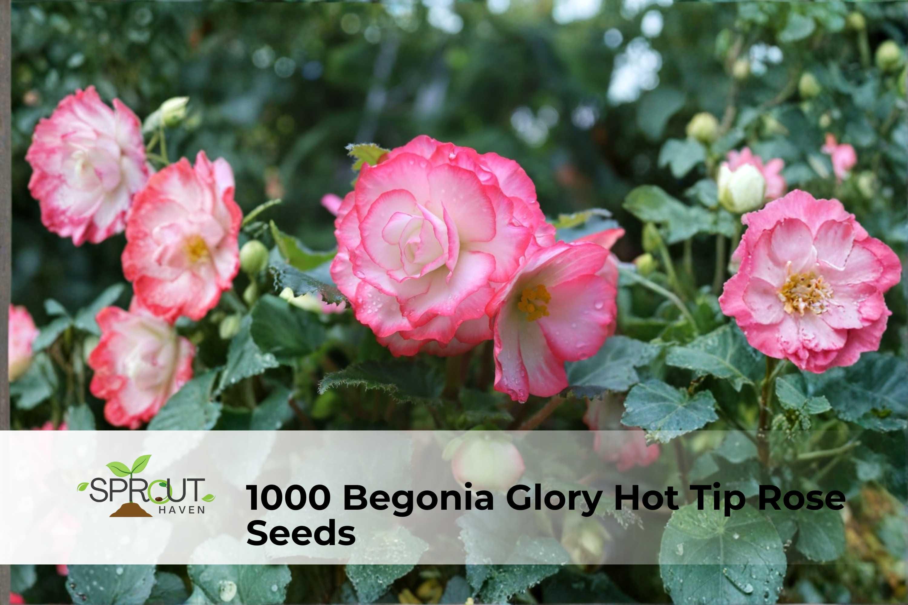 Begonia Seeds – 1000 Pack – Glory Hot Tip Rose Pink Blooms – Annual Bedding Flower for Borders, Containers & Hanging Baskets