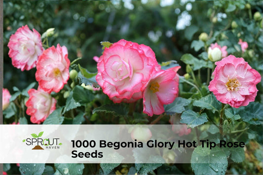 Begonia Seeds – 1000 Pack – Glory Hot Tip Rose Pink Blooms – Annual Bedding Flower for Borders, Containers & Hanging Baskets