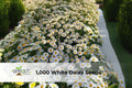 White Daisy Seeds for Planting, Shasta Daisy Perennial Flowers, Easy to Grow, Garden Seeds, Flower Seeds, USDA Zones 4-9