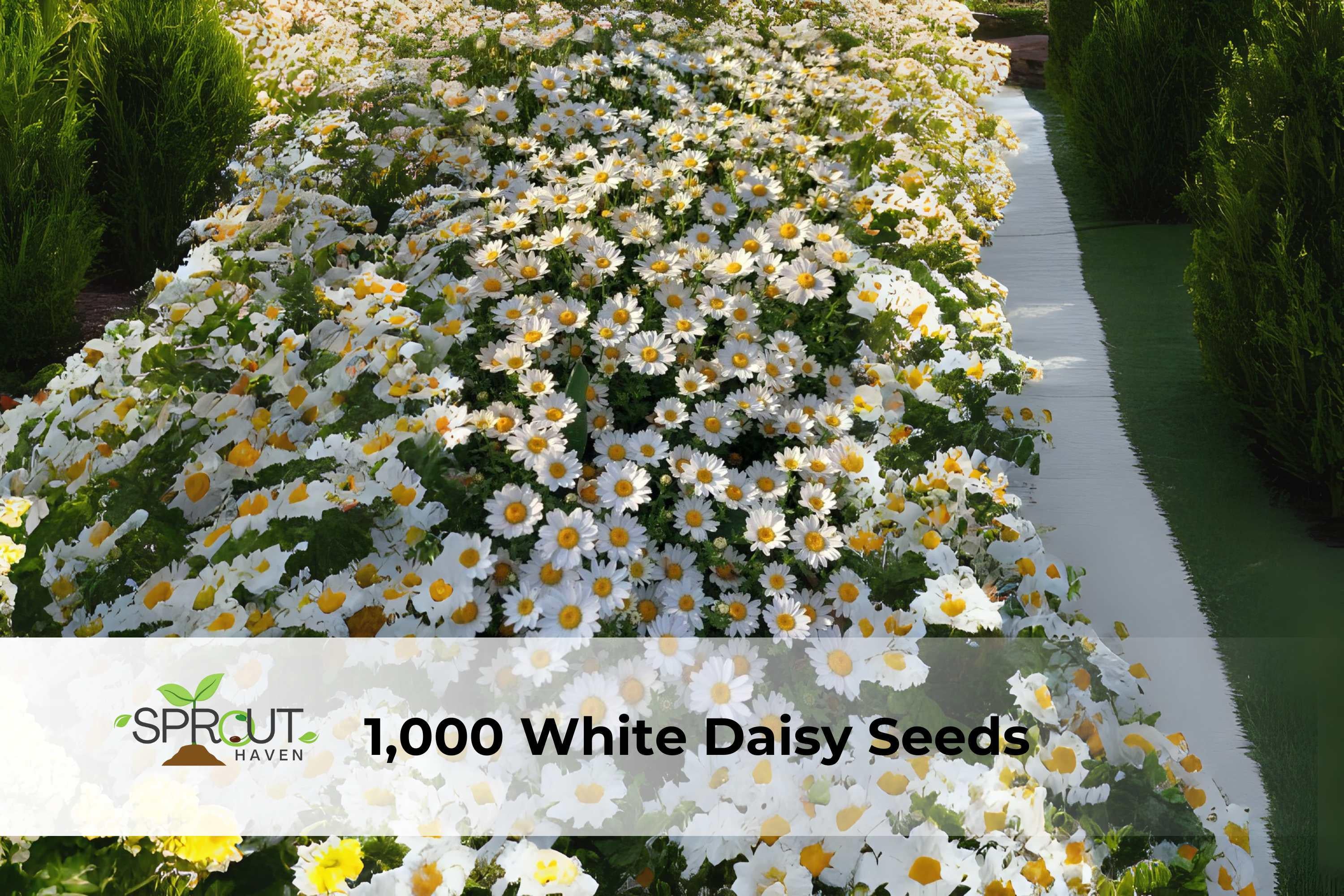 White Daisy Seeds for Planting, Shasta Daisy Perennial Flowers, Easy to Grow, Garden Seeds, Flower Seeds, USDA Zones 4-9