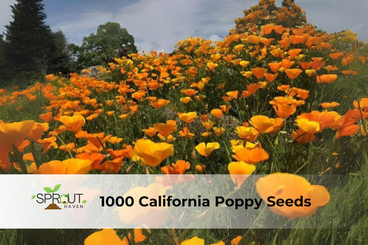 1000 California Poppy Seeds | Eschscholtzia californica Wildflower for Meadows, Borders & Pollinator Gardens