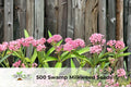500 Swamp Milkweed Seeds | Asclepias incarnata Perennial Butterfly Flower for Pollinators