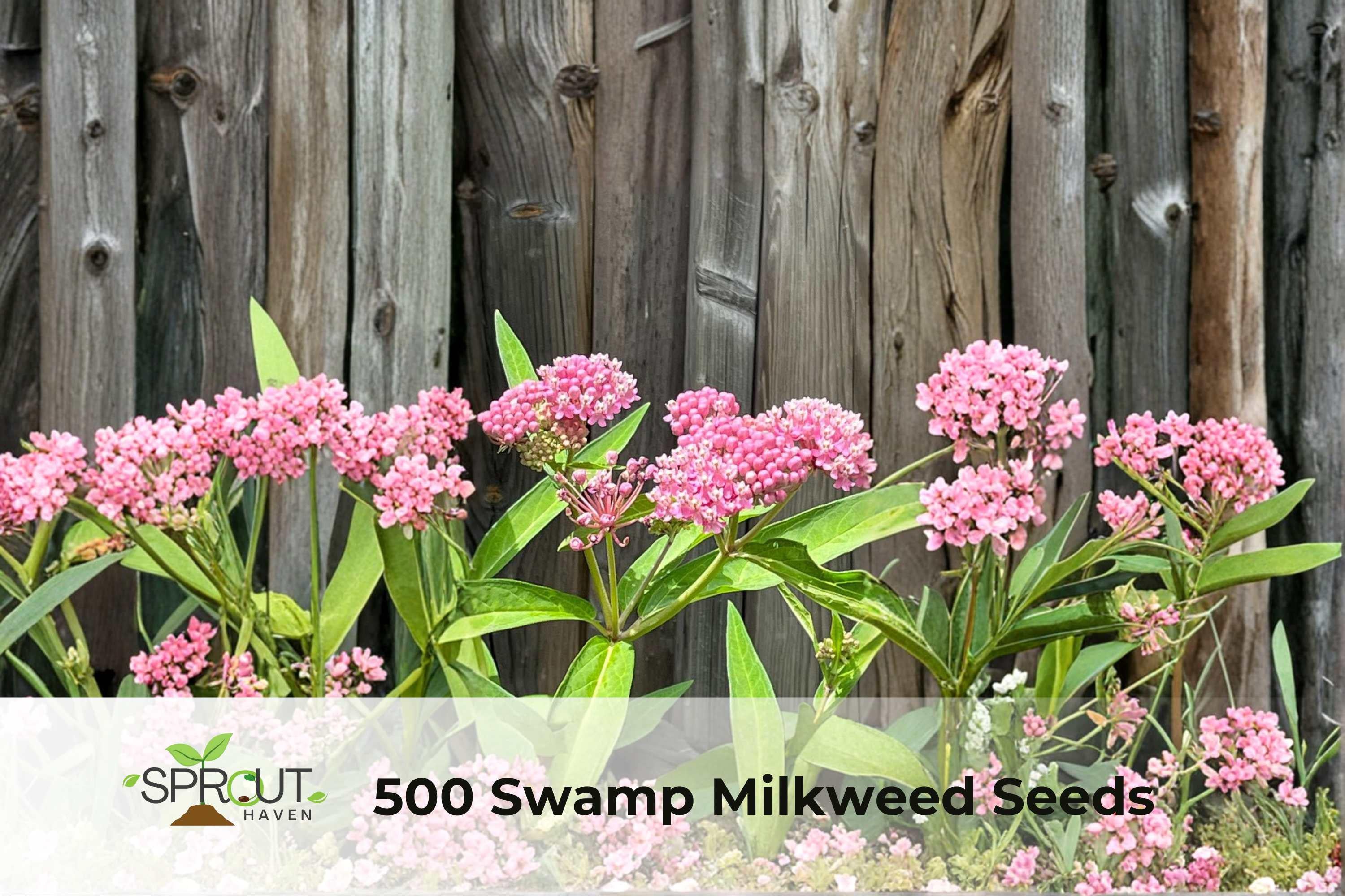 500 Swamp Milkweed Seeds | Asclepias incarnata Perennial Butterfly Flower for Pollinators