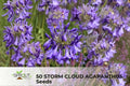 50 Storm Cloud Agapanthus Seeds | Blue-Purple Flower Clusters | Agapanthus orientalis Perennial for Borders & Containers