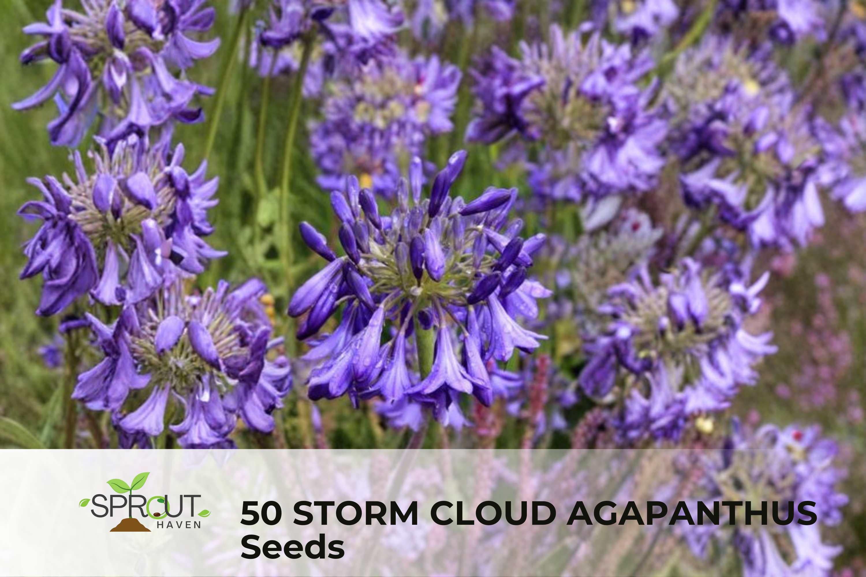 50 Storm Cloud Agapanthus Seeds | Blue-Purple Flower Clusters | Agapanthus orientalis Perennial for Borders & Containers