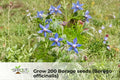 200 Borage Seeds – Non-GMO Borago officinalis, Blue Star-Shaped Flowers, Pollinator-Friendly Herb Seeds
