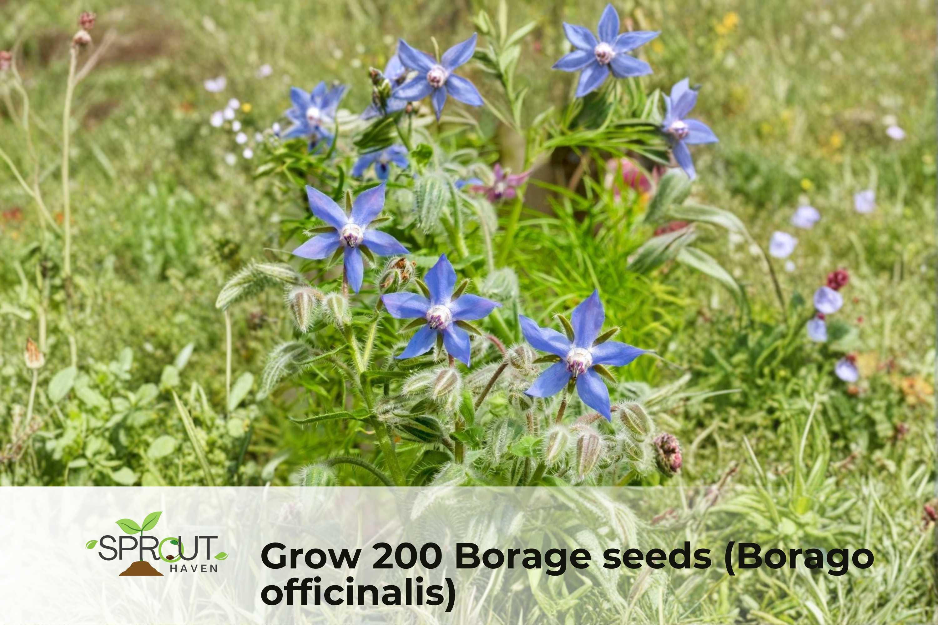 200 Borage Seeds – Non-GMO Borago officinalis, Blue Star-Shaped Flowers, Pollinator-Friendly Herb Seeds