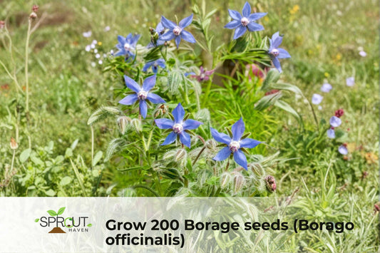 200 Borage Seeds – Non-GMO Borago officinalis, Blue Star-Shaped Flowers, Pollinator-Friendly Herb Seeds