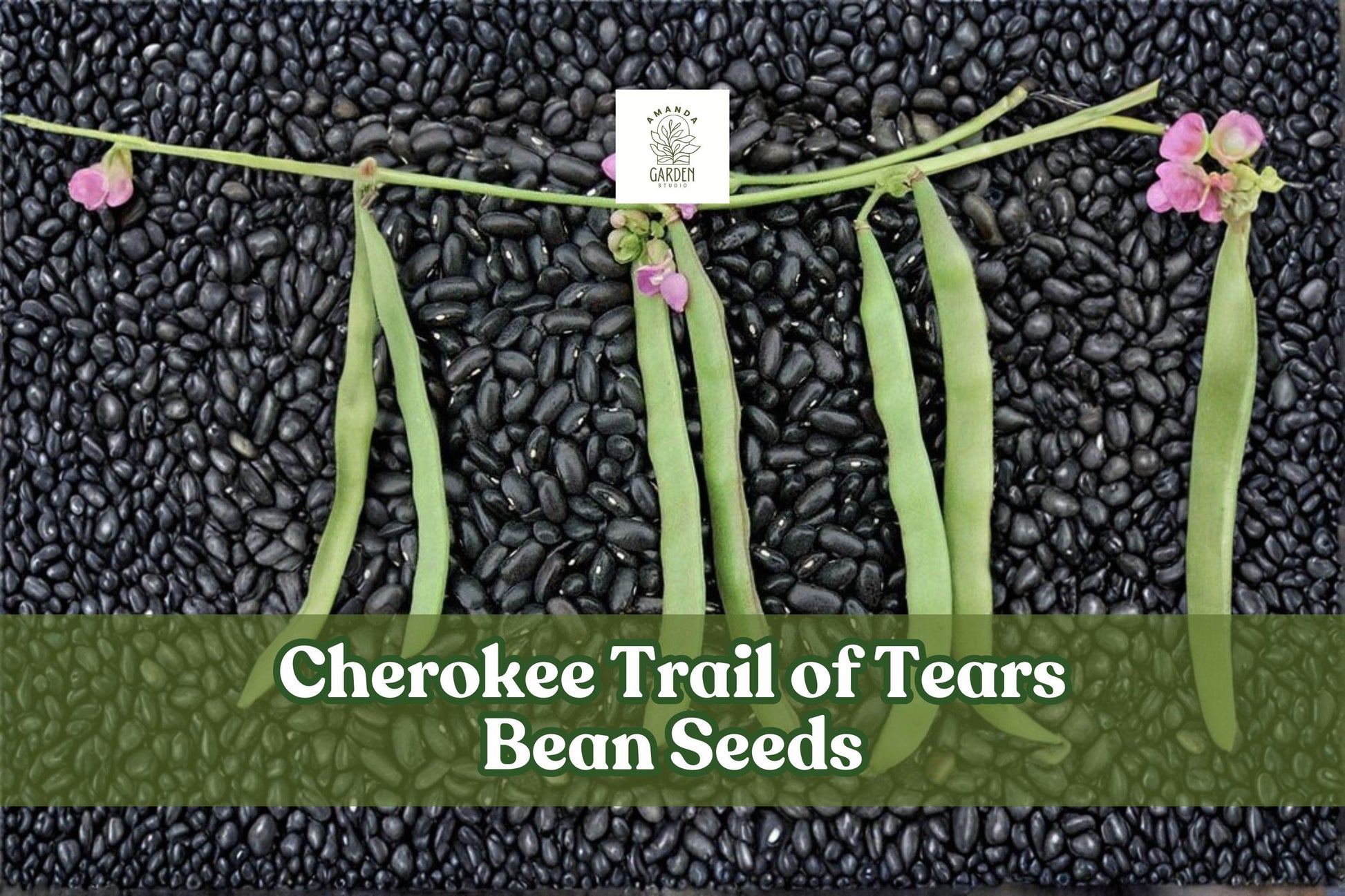 Cherokee Trail of Tears Bean Seeds – Heirloom Phaseolus vulgaris Pole Beans, Black Purple Climbing Vines, 20 Seeds