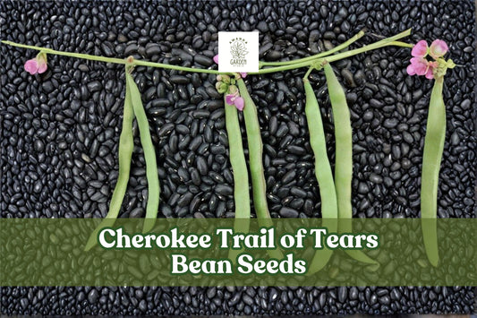 Cherokee Trail of Tears Bean Seeds – Heirloom Phaseolus vulgaris Pole Beans, Black Purple Climbing Vines, 20 Seeds