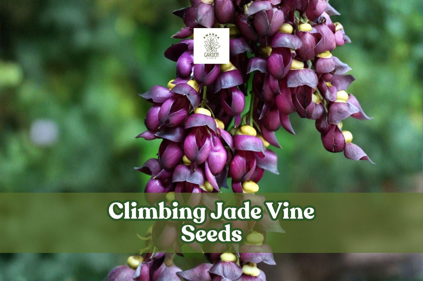 Exotic Climbing Jade Vine Seeds – Mucuna Sempervirens, Tropical Flowering Climber, 4 Seeds