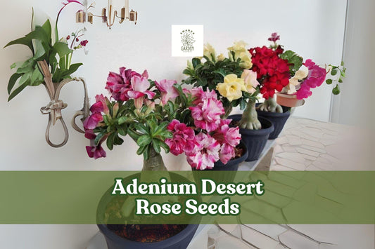Adenium Desert Rose Seeds - 10 Mixed Double Petal Bonsai Flower Seeds - Ornamental Succulent, Drought Tolerant, Adenium obesum