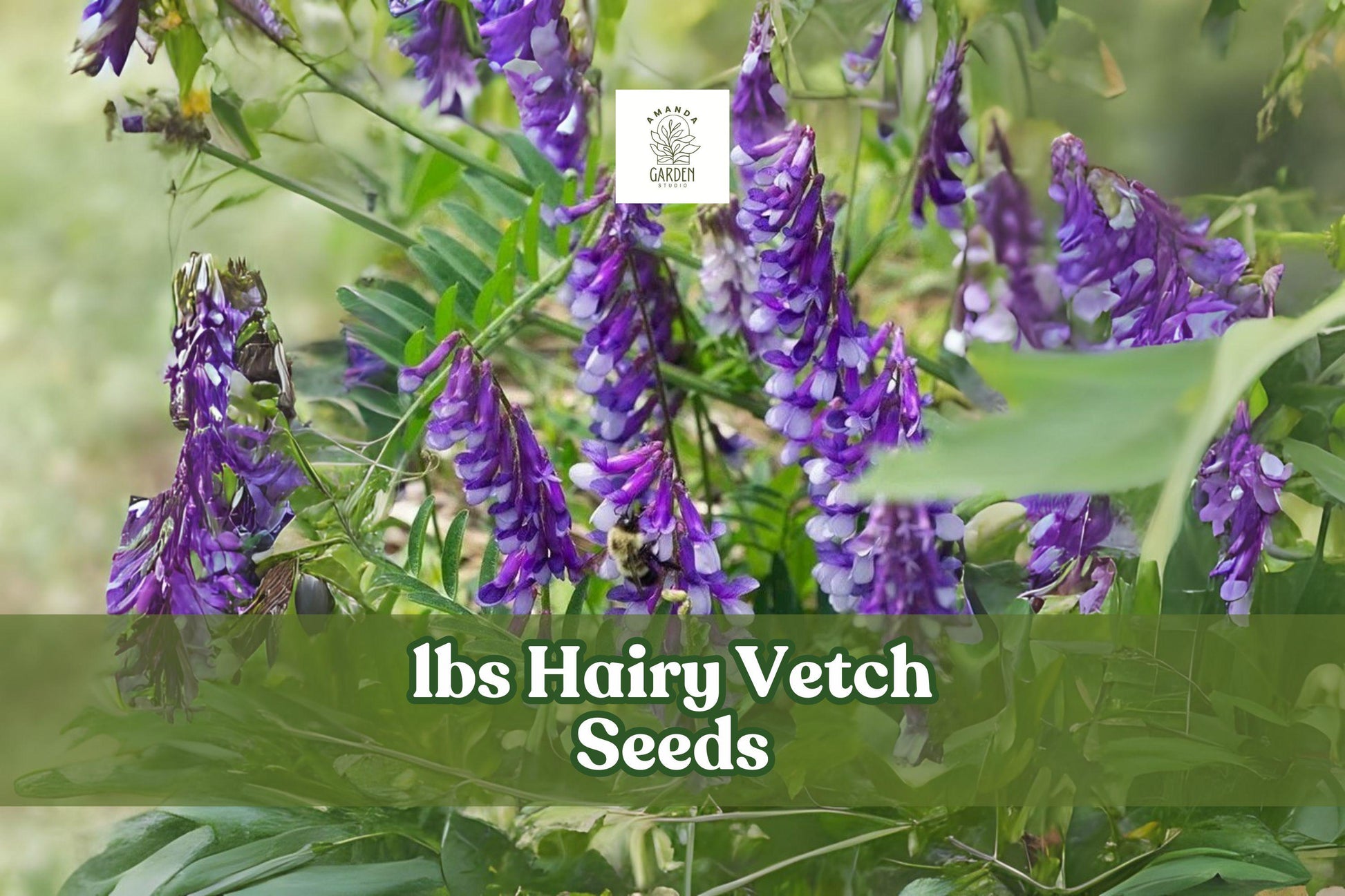 5 lbs Hairy Vetch Seeds Vicia villosa Cover Crop Nitrogen Fixer Pollinator-Friendly Soil Improver