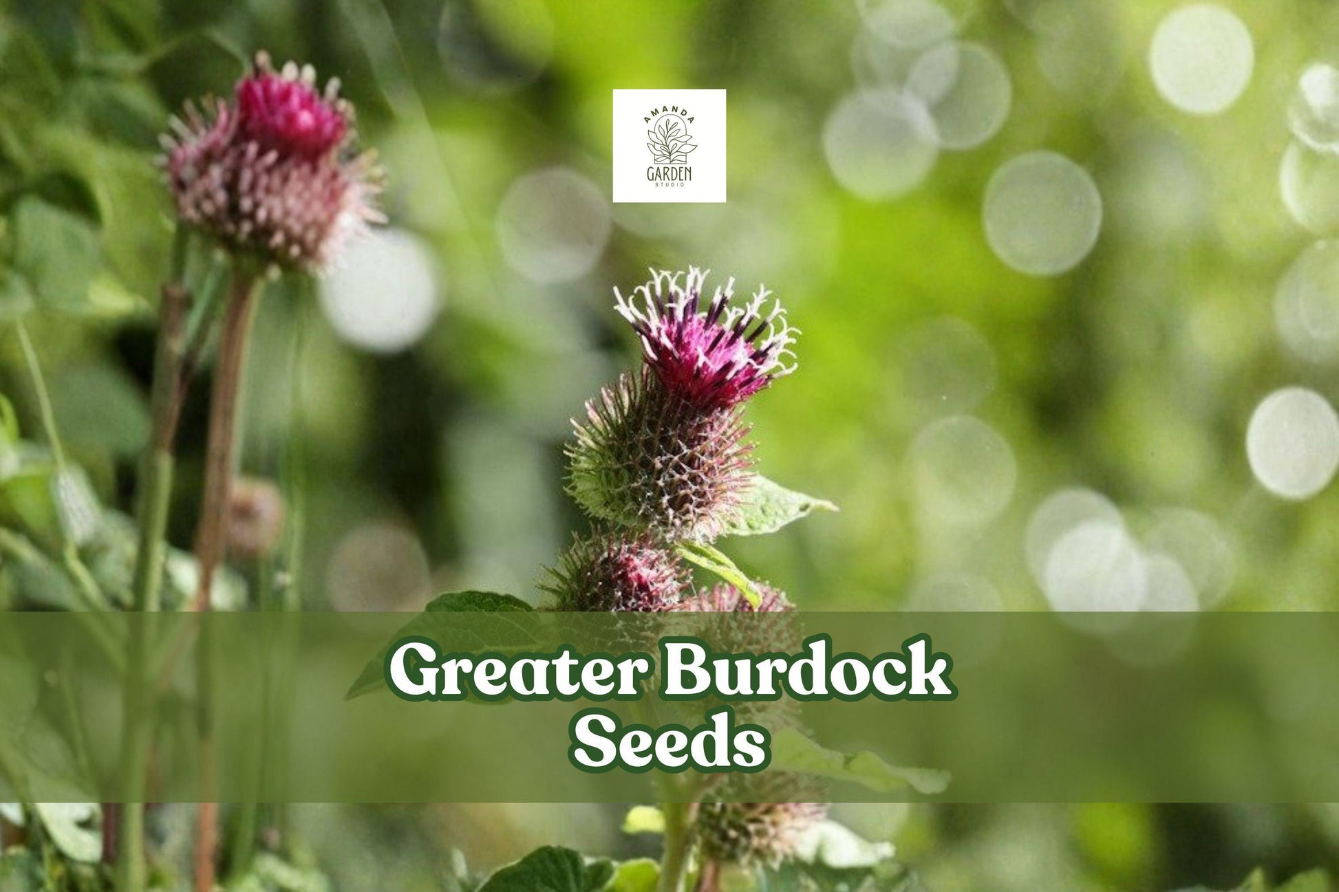 50 Greater Burdock Seeds | Edible Root & Ornamental Herb | Arctium lappa | Pollinator-Friendly Biennial Plant