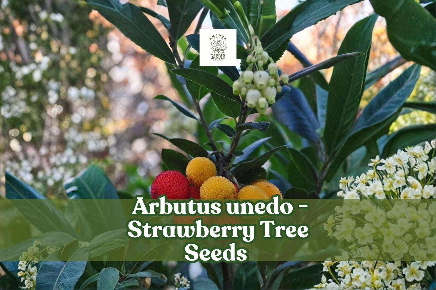 50+ Strawberry Tree Seeds | Arbutus unedo | Evergreen Shrub with Edible Red Fruit | Non-GMO, Hardy, Ornamental Plant