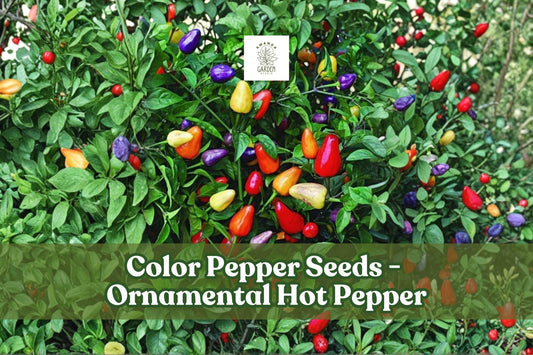 Multicolor Ornamental Hot Pepper Seeds – Capsicum annuum, 25+ Seeds, Edible & Decorative, Vibrant Purple, Cream, Yellow, Orange, Red