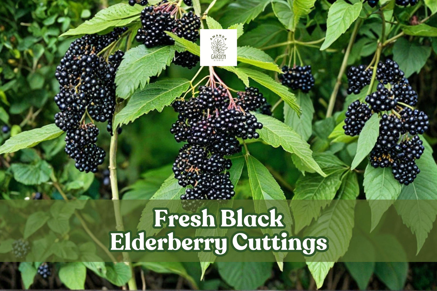 Black Elderberry Cuttings (Sambucus nigra) – 4 Unrooted Fruiting Shrubs for Garden, Hedge, Wildlife, USDA Zones 3-9