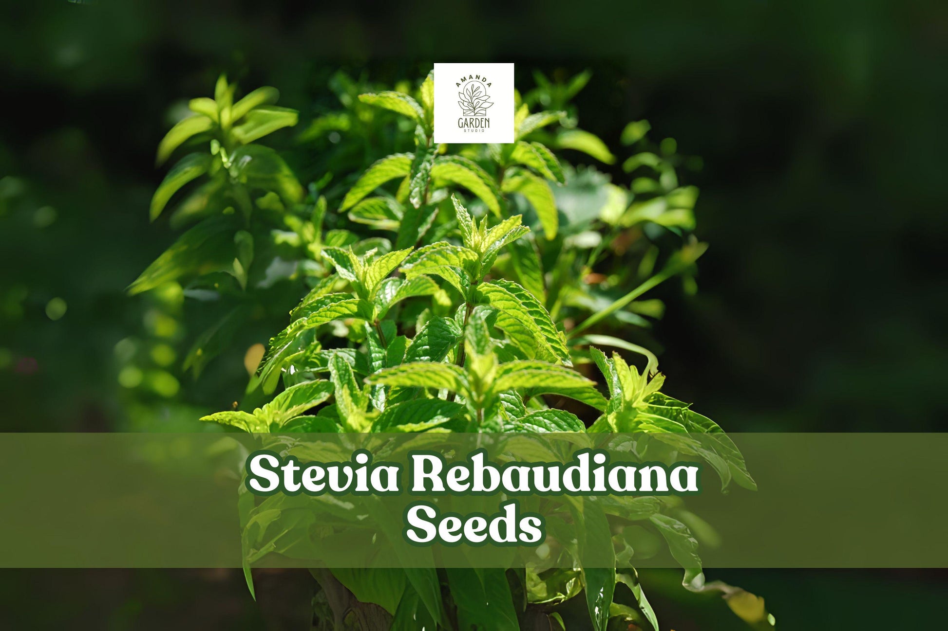 Stevia rebaudiana Seeds – 250 Sweetleaf Herb, Aromatic, Easy to Grow, Indoor/Outdoor Plant, Tender Perennial