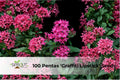 100 Pentas lanceolata ‘Graffiti Lipstick’ Seeds | Vibrant Pink Star-Shaped Flowers for Butterfly Gardens