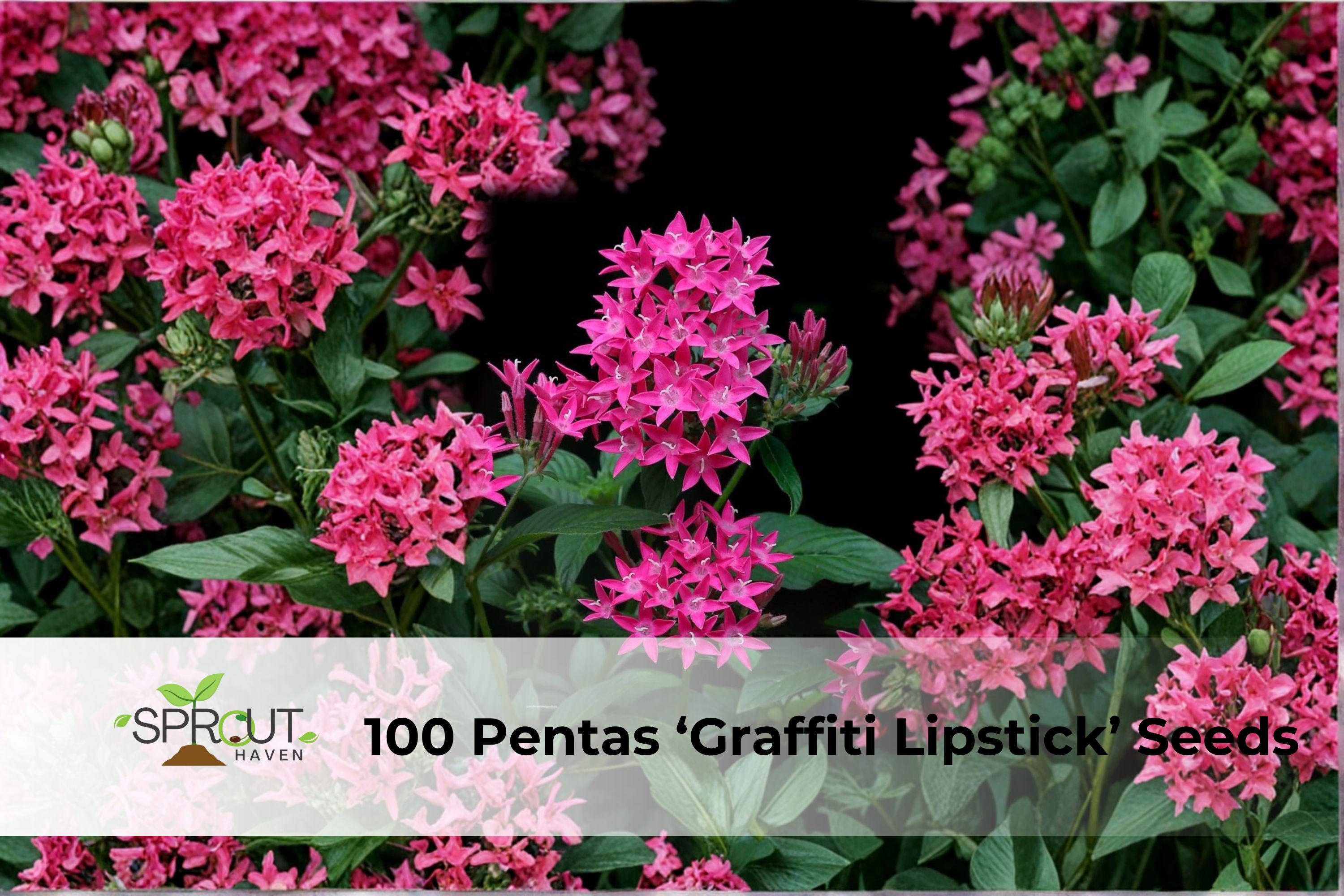 100 Pentas lanceolata ‘Graffiti Lipstick’ Seeds | Vibrant Pink Star-Shaped Flowers for Butterfly Gardens
