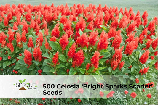 500 Celosia Seeds – Bright Sparks Scarlet (Celosia plumosa) Annual with Red Plume Flowers for Garden Beds & Containers