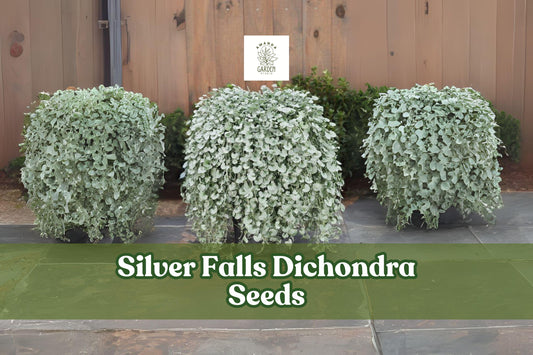Silver Falls Dichondra Seeds – Drought-Tolerant Groundcover & Hanging Basket Plant – Dichondra argentea
