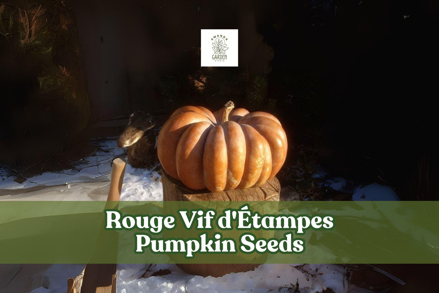 Rouge Vif d'Étampes Pumpkin Seeds Heirloom French Cinderella Pumpkin Cucurbita maxima
