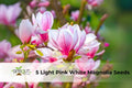 Pink White Magnolia Seeds - Fragrant Lily Flower Tree, Ornamental Deciduous Shrub, Magnolia × soulangeana
