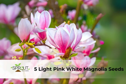 Pink White Magnolia Seeds - Fragrant Lily Flower Tree, Ornamental Deciduous Shrub, Magnolia × soulangeana