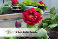 Red Lotus Seeds – Nelumbo nucifera – Hardy Aquatic Perennial for Ponds & Containers