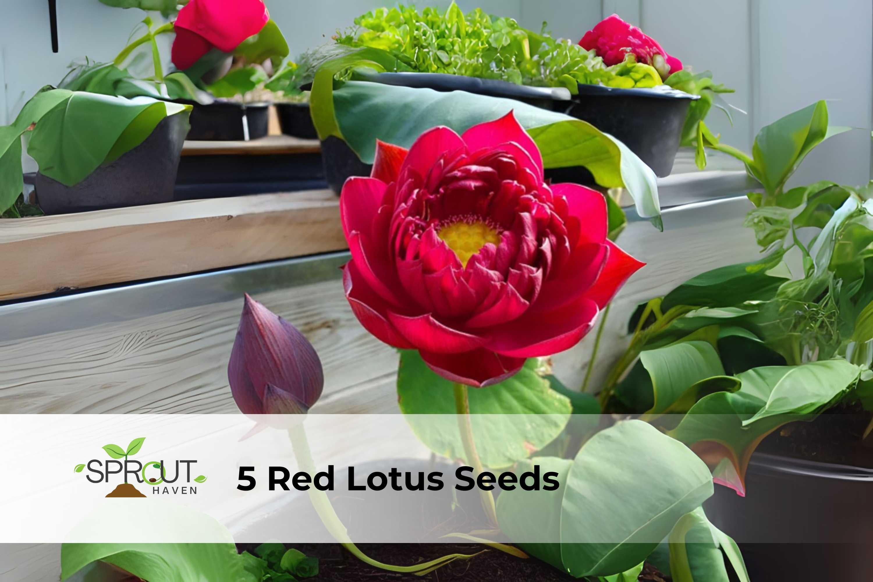 Red Lotus Seeds – Nelumbo nucifera – Hardy Aquatic Perennial for Ponds & Containers