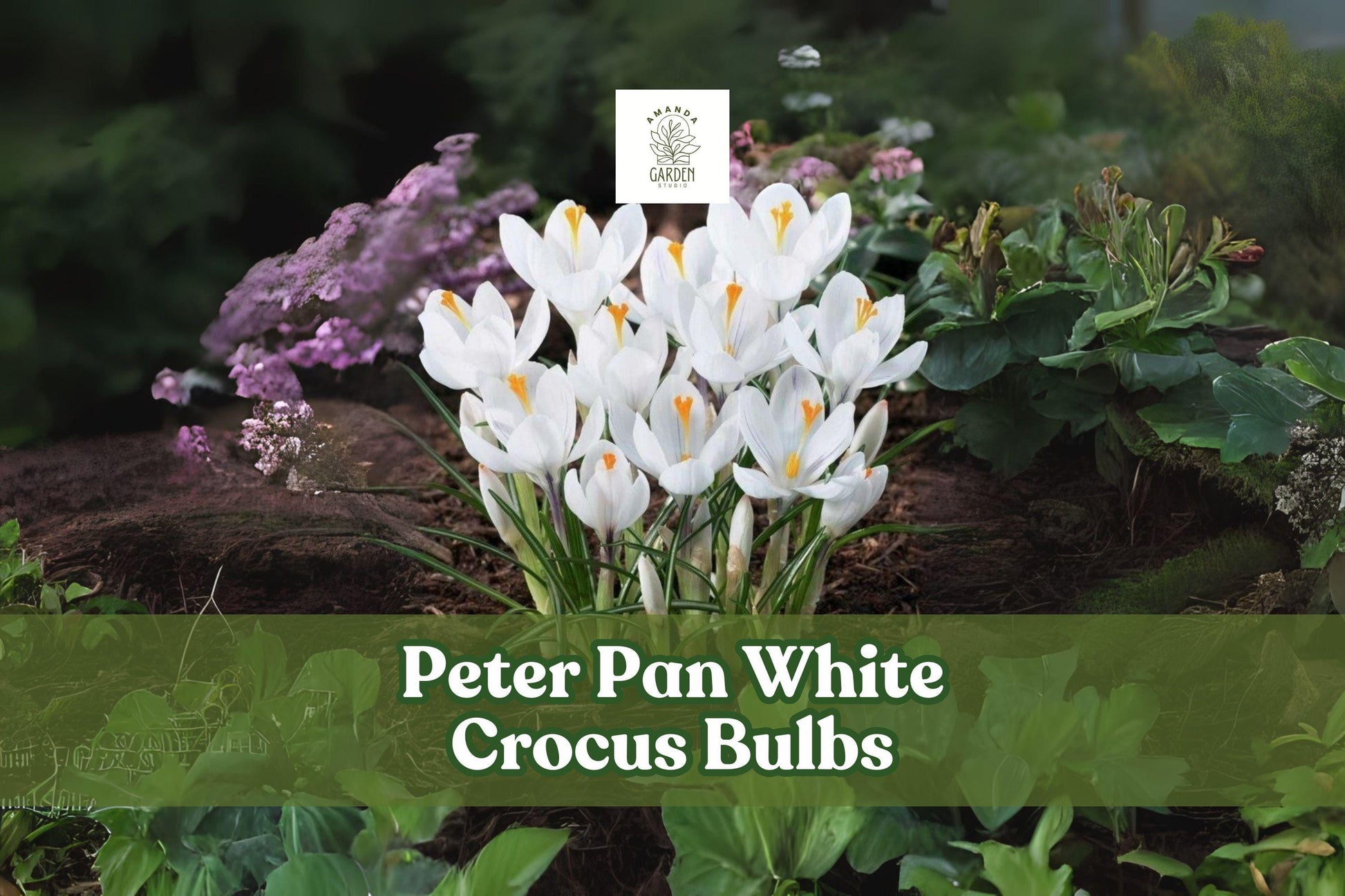 Peter Pan White Crocus Bulbs, Early Spring Perennial Flowers, Crocus chrysanthus, 5 Bulbs