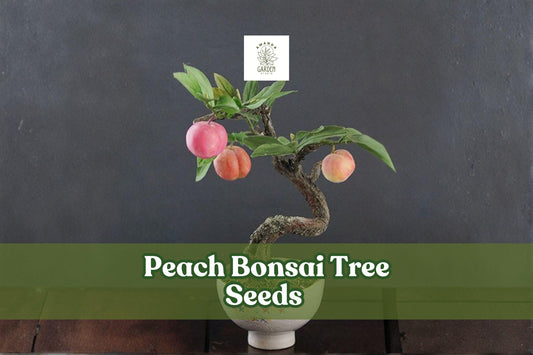 Peach Bonsai Tree Seeds - Prunus persica Fruit-Bearing Miniature Tree for Indoor & Outdoor Gardening, 4 Large Seeds