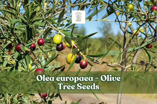 Olive Tree Seeds, Olea europaea, Evergreen Fruit Tree, Bonsai or Garden Plant, 25 Seeds