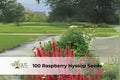 100 Raspberry Hyssop Seeds | Agastache foeniculum Perennial Flower Seeds for Pollinators, Drought Tolerant, Full Sun, Cottage Garden