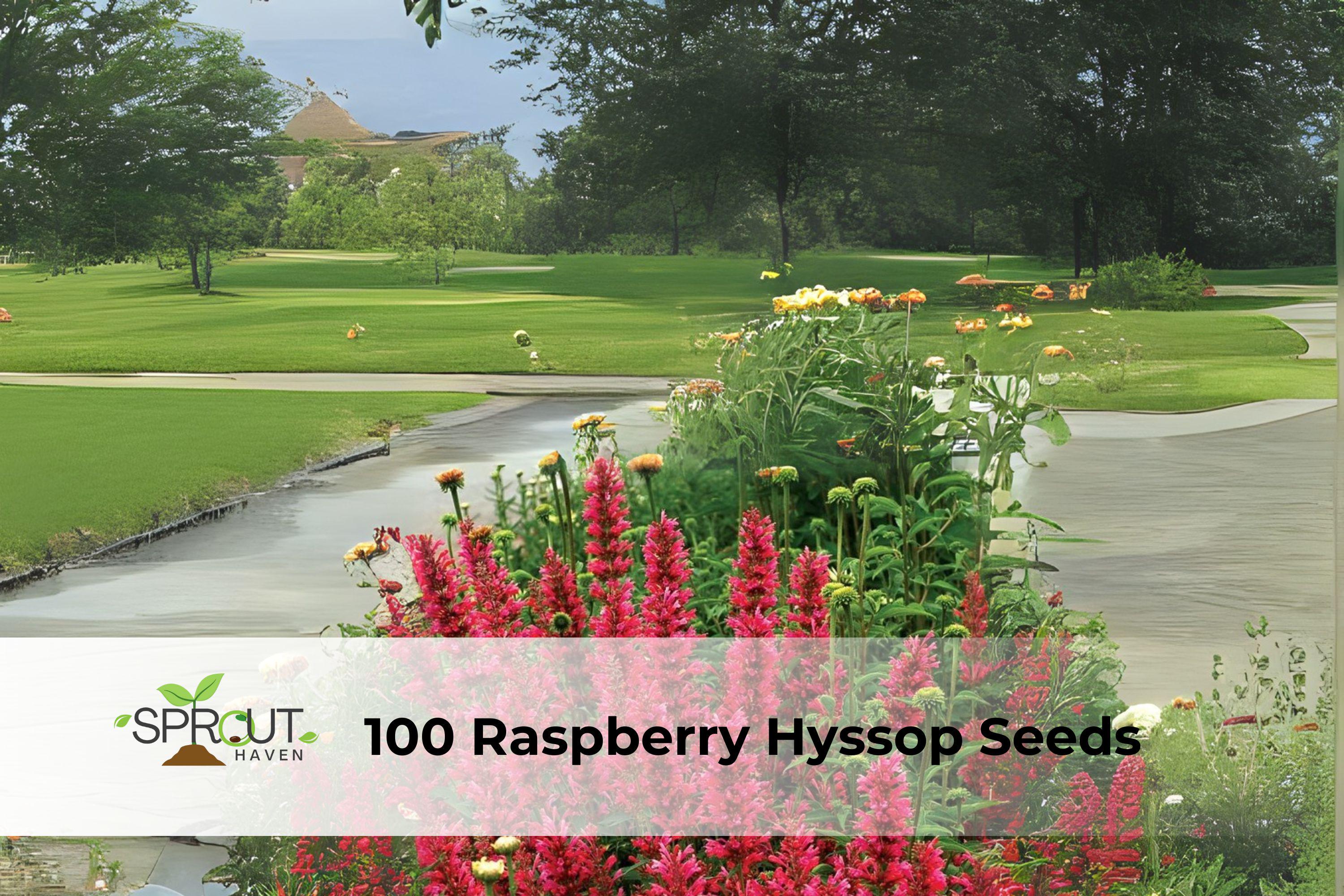 100 Raspberry Hyssop Seeds | Agastache foeniculum Perennial Flower Seeds for Pollinators, Drought Tolerant, Full Sun, Cottage Garden
