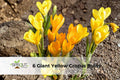 Giant Yellow Crocus Bulbs | Crocus vernus | Hardy Perennial Spring Flowers for Sunny Gardens