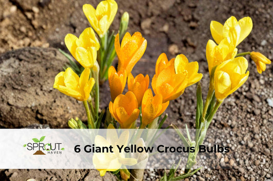 Giant Yellow Crocus Bulbs | Crocus vernus | Hardy Perennial Spring Flowers for Sunny Gardens