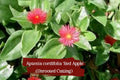Aptenia cordifolia Red Apple Succulent Cuttings – Organic Baby Sunrose, Trailing Ground Cover, Potted Plant, 10 Fresh Stem Cuttings